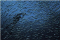   Sardine Run  